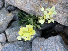 Erysimum
