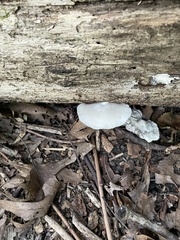 Crepidotus applanatus