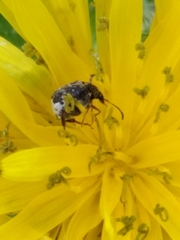 Chrysomelidae