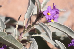 Solanum quadriloculatum