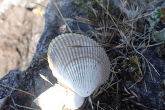 Clinocardium nuttallii