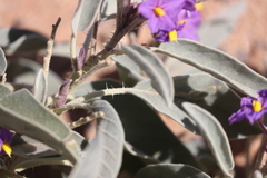 Solanum quadriloculatum