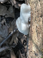 Crepidotus applanatus
