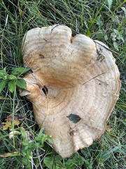 Lactarius psammicola
