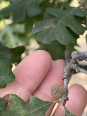 Burnettweldia washingtonensis