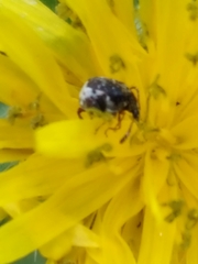 Chrysomelidae