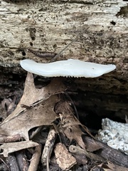 Crepidotus applanatus