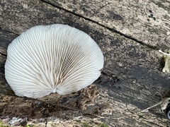 Crepidotus applanatus
