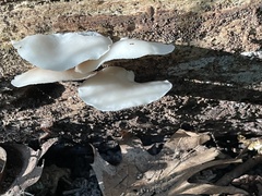 Crepidotus applanatus