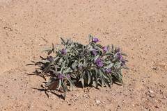 Solanum quadriloculatum