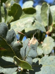 Andricus pedicellatus