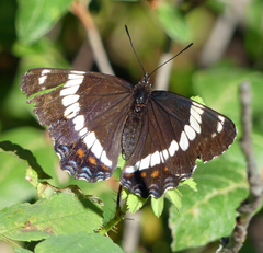 Limenitis arthemis rubrofasciata