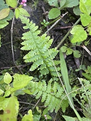 Athyrium angustum