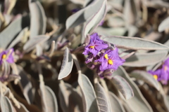 Solanum quadriloculatum