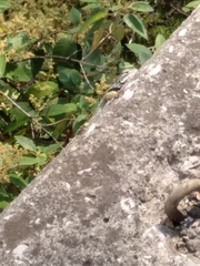 Sceloporus torquatus