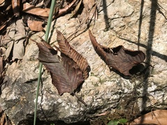 Carpinus rankanensis