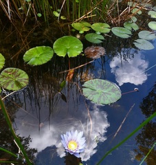 Nymphaea