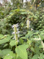 Agastache scrophulariifolia