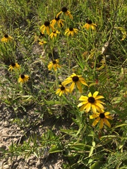 Rudbeckia missouriensis