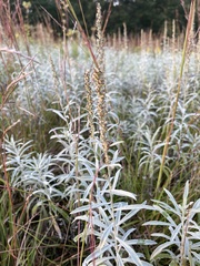Artemisia ludoviciana