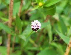 Phyla lanceolata