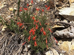 Penstemon pinifolius