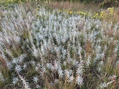 Artemisia ludoviciana