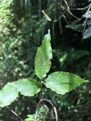 Carpinus rankanensis