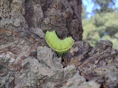 Actias truncatipennis