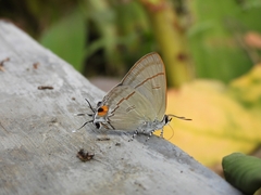 Hypolycaena erylus