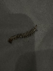 Hemiscolopendra marginata