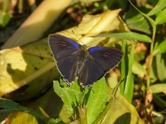 Hypolycaena erylus