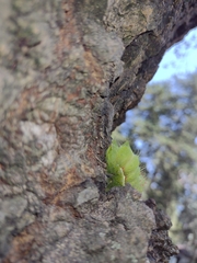 Actias truncatipennis
