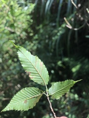 Carpinus rankanensis