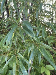 Salix lasiandra