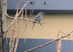 Dicrurus leucophaeus