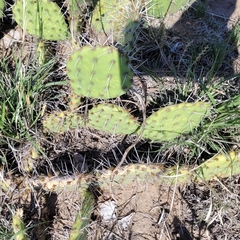 Opuntia cymochila
