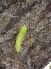 Actias truncatipennis