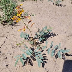 Hoffmannseggia glauca