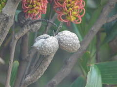 Hakea archaeoides