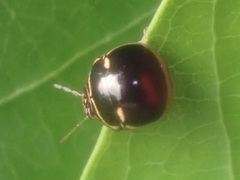 Coptosoma xanthogramma