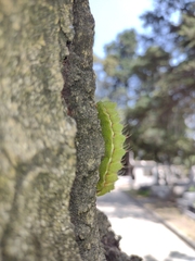 Actias truncatipennis