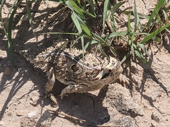 Phrynosoma cornutum