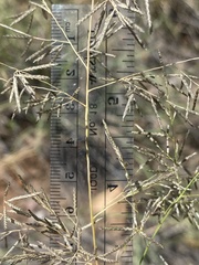 Eragrostis lehmanniana