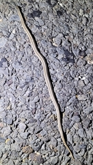 Tropidoclonion lineatum