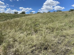 Eragrostis lehmanniana
