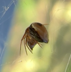 Hentziectypus globosus