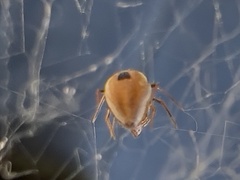 Hentziectypus globosus