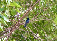 Dicrurus hottentottus