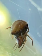Hentziectypus globosus